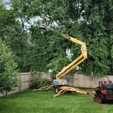How Our Tree Care Process Works  in  Hilmar Irwin, CA
