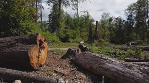 Leaf Removal in Hilmar Irwin, CA