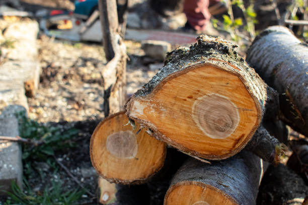 Trusted Hilmar Irwin, CA Tree Care Experts